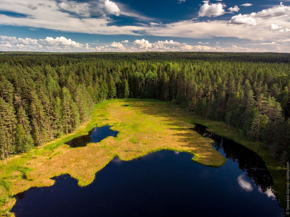 Лесная ламбушка