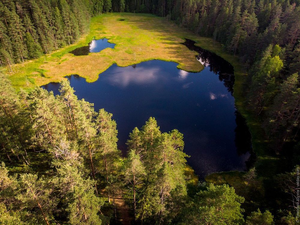 Лесная ламбушка