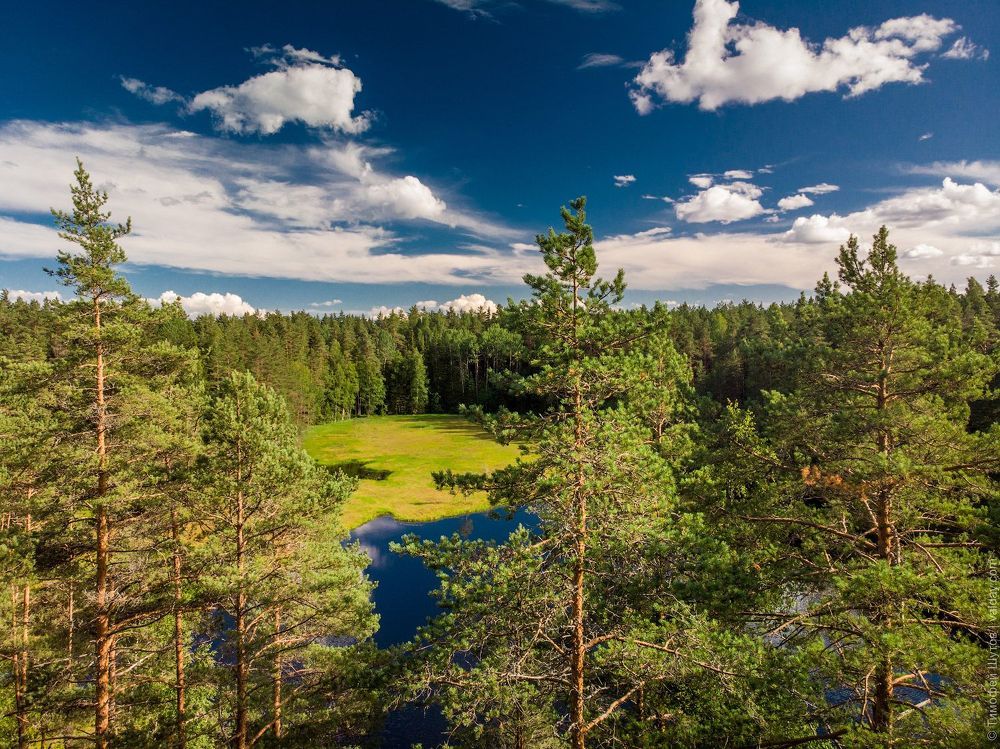 Лесная ламбушка