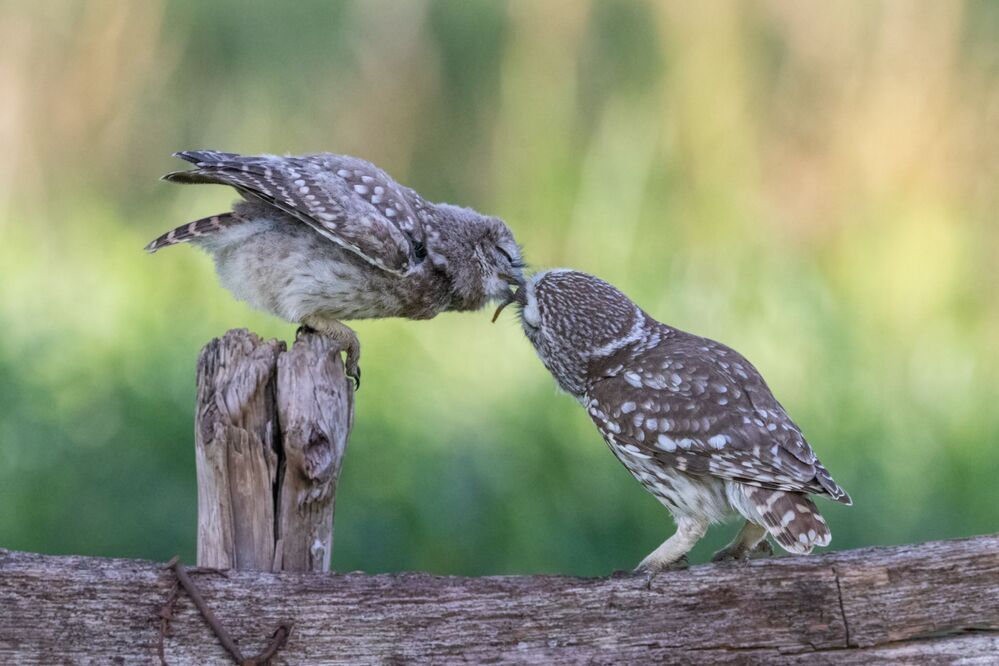 Animals