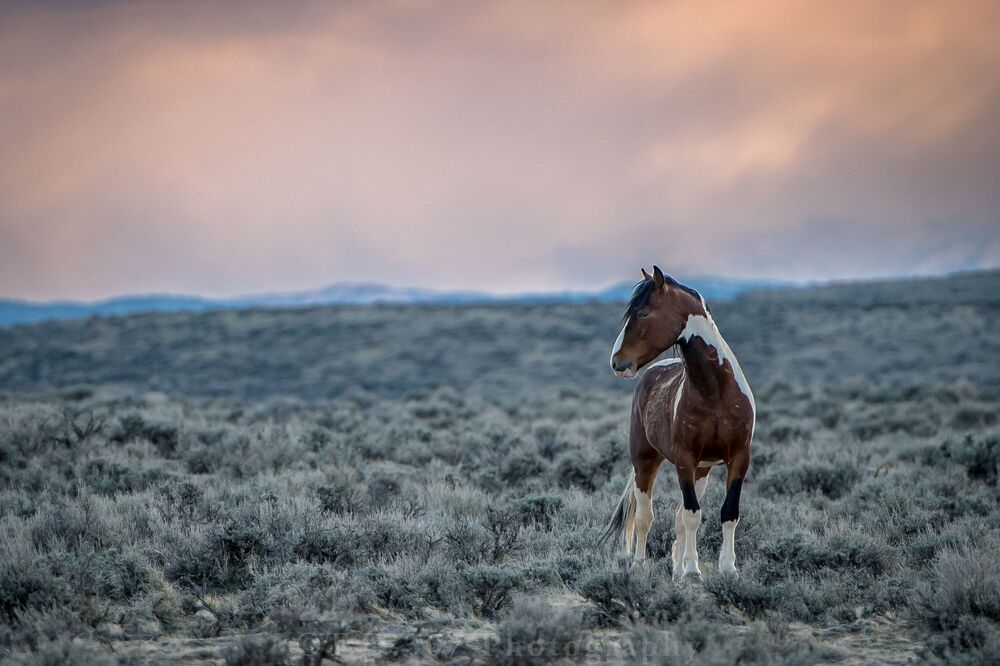 Stallion and The Storm