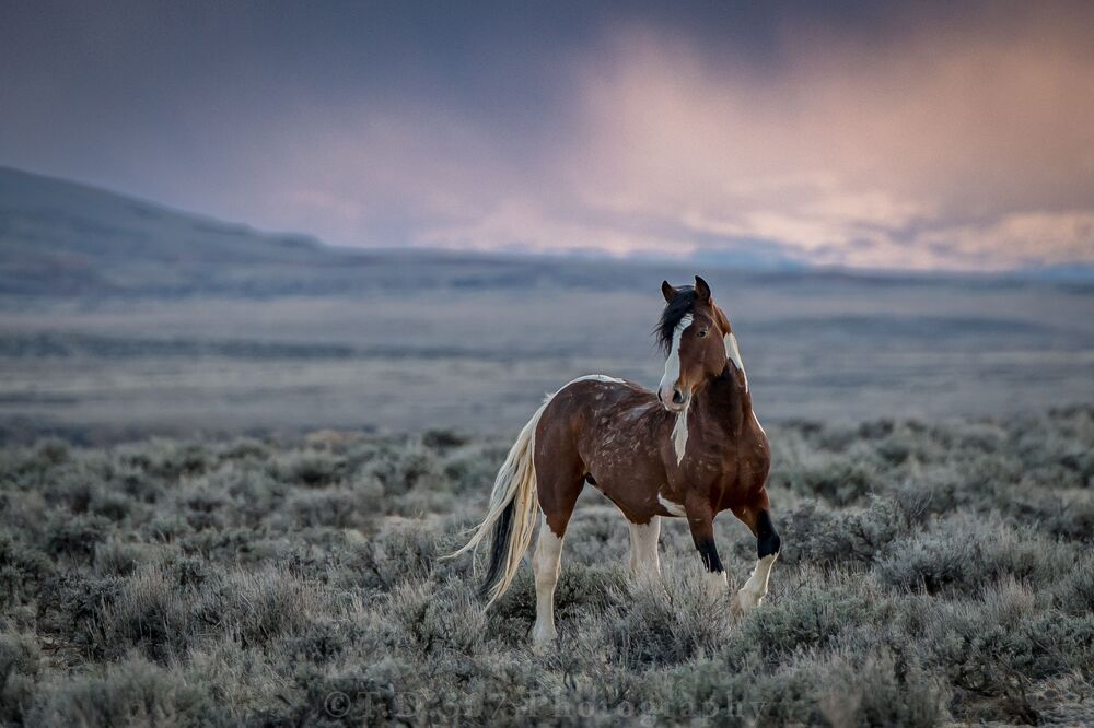 Stallion and The Storm