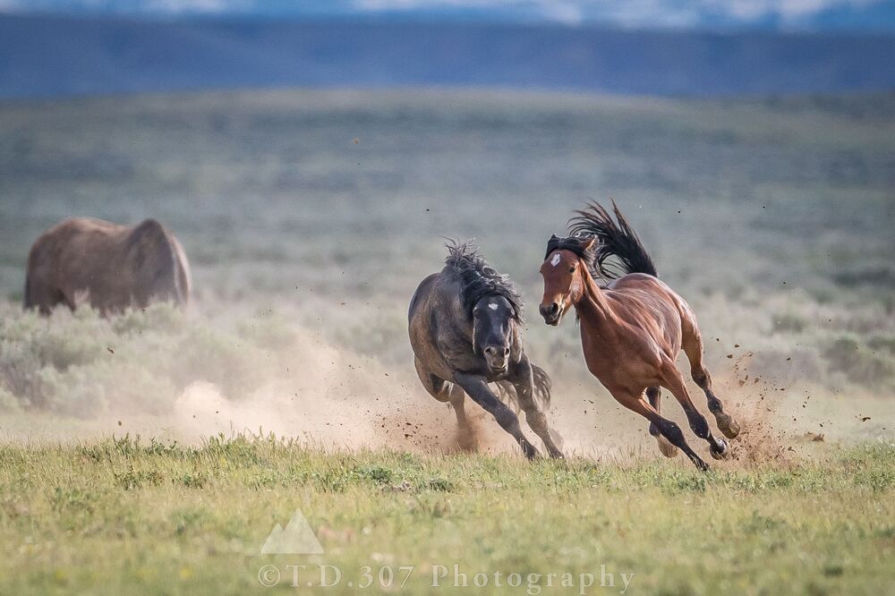 The Pursuit 
