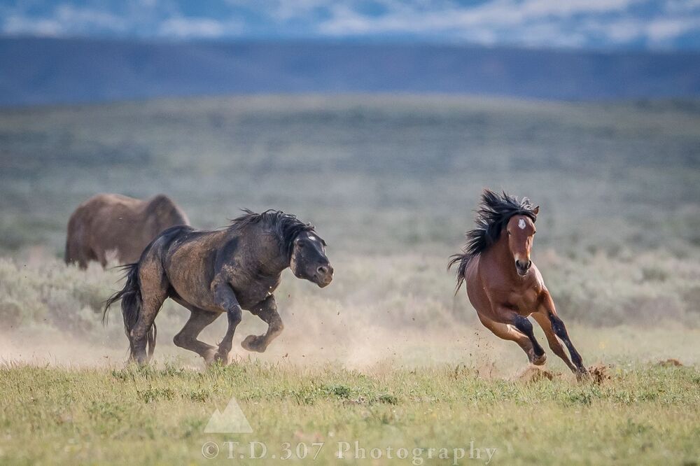 The Pursuit 