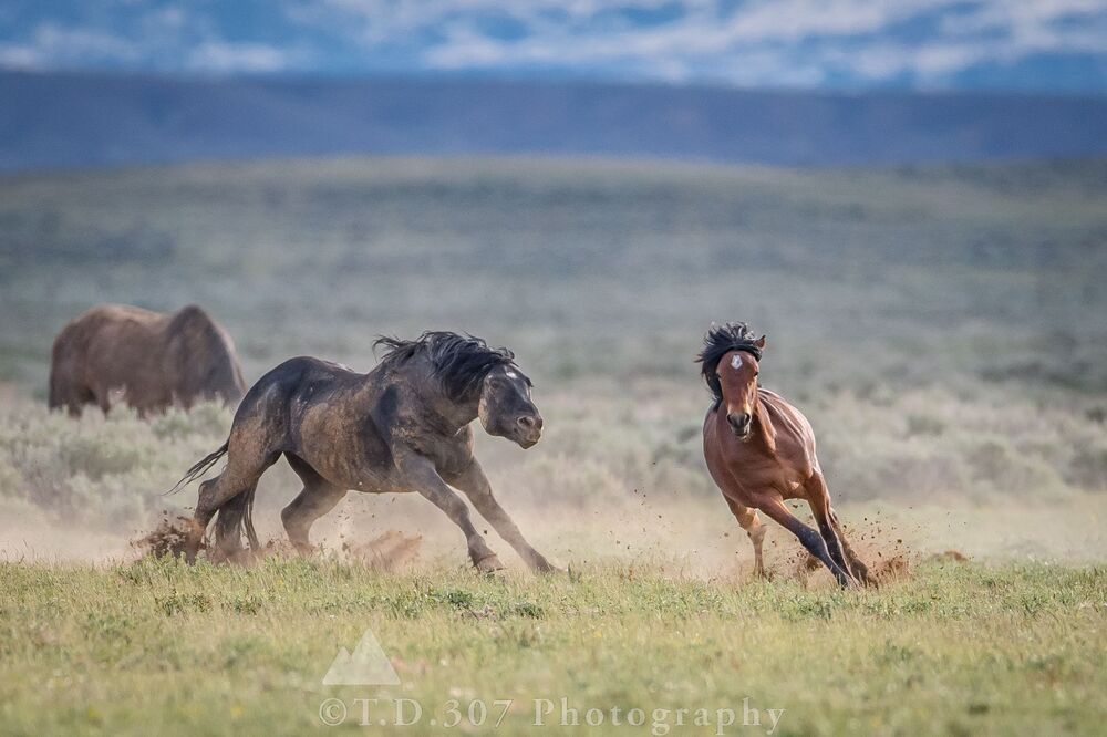 The Pursuit 