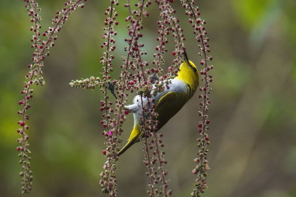 wildlife