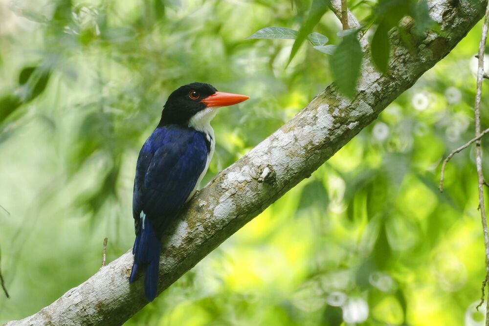 wildlife