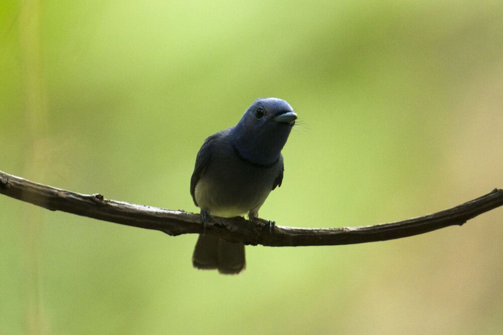 wildlife