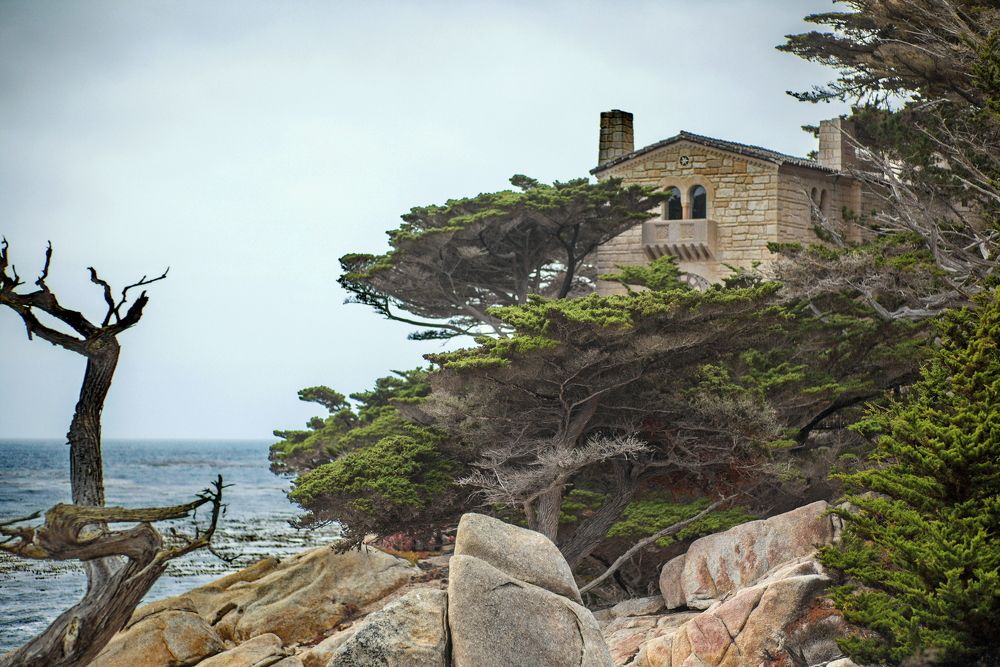 Lone Cypress