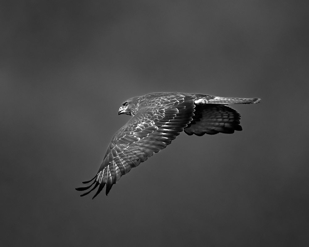 Photo 2217893