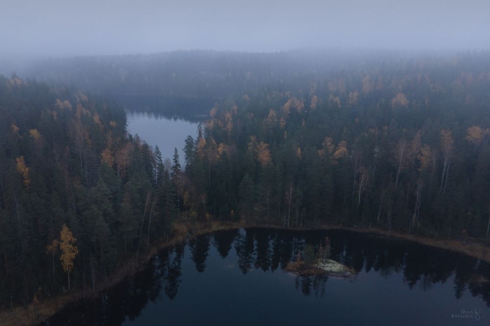 В лесах под Каменногорском. Выборгский район Ленинградской области. Октябрь 2021.
