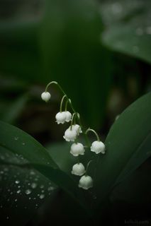 Ландыш.

Невский Лесопарк, Ленинградская область.
Начало июня 2020.