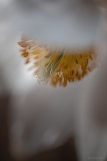 Прострел Весенний.

Центральная часть Карельского перешейка, Ленинградская область.
Первая половина мая 2022.