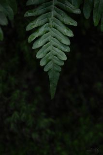 В Выборгских лесах, Ленинградская область.

Апрель 2021.