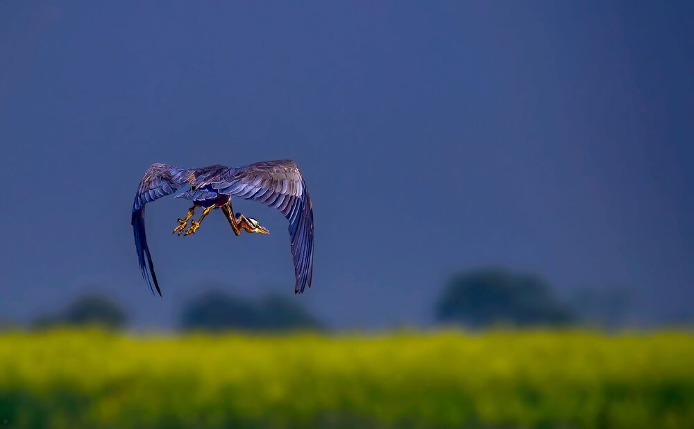 pinakighoshphotography
