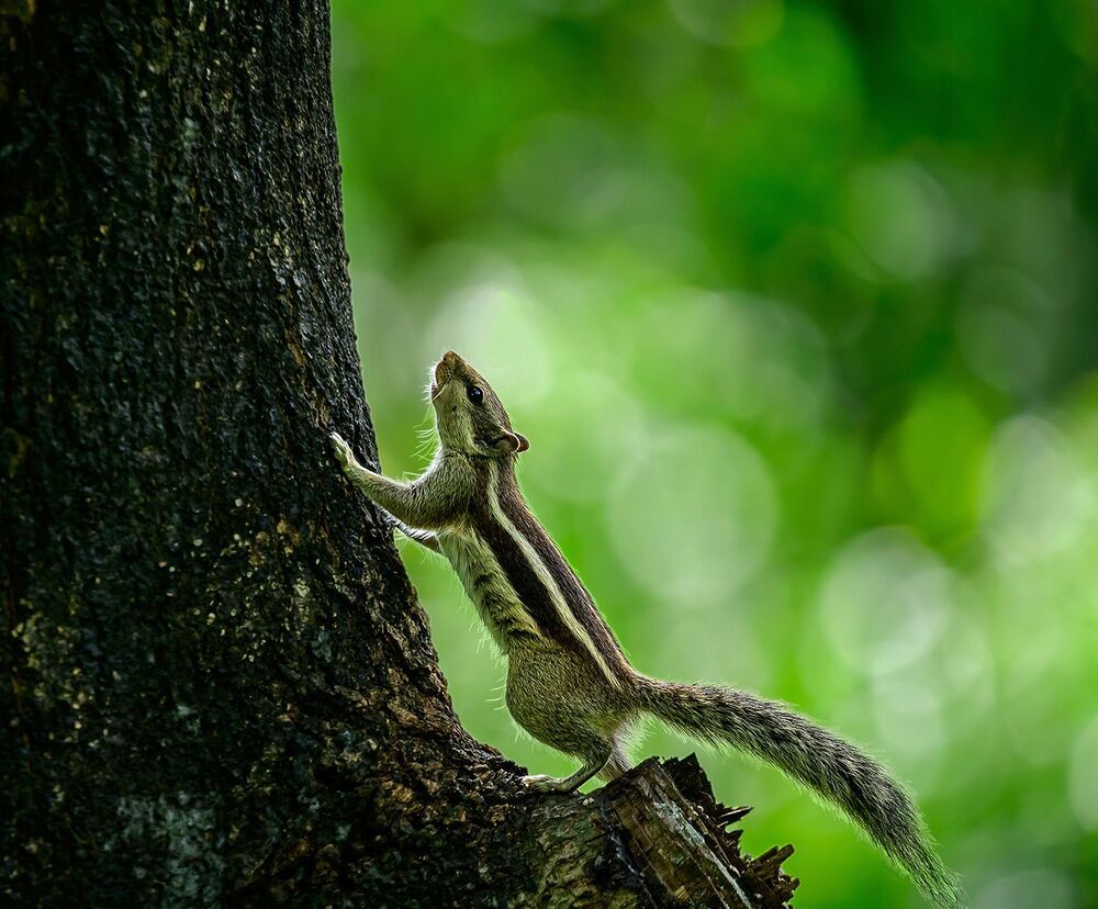 pinakighoshphotography
