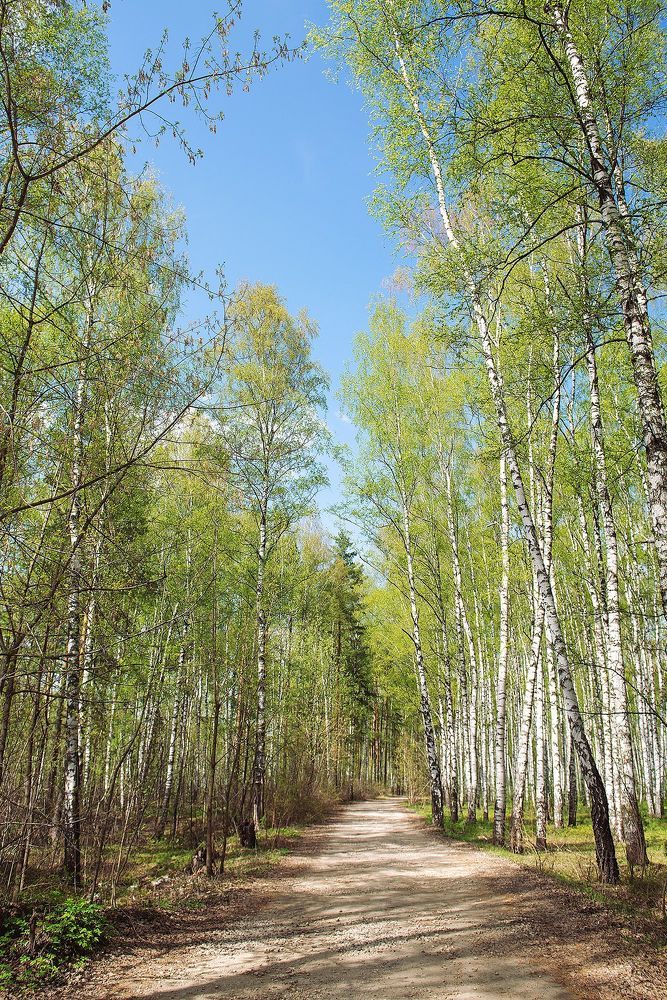 Весенний лес в изумрудных нарядах