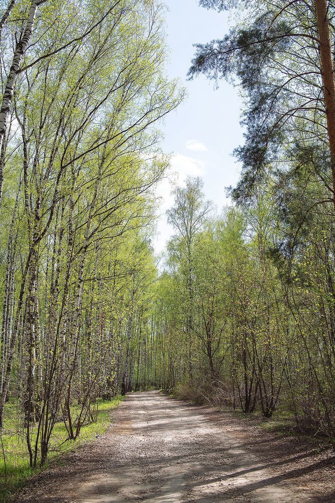 Весенний лес в изумрудных нарядах