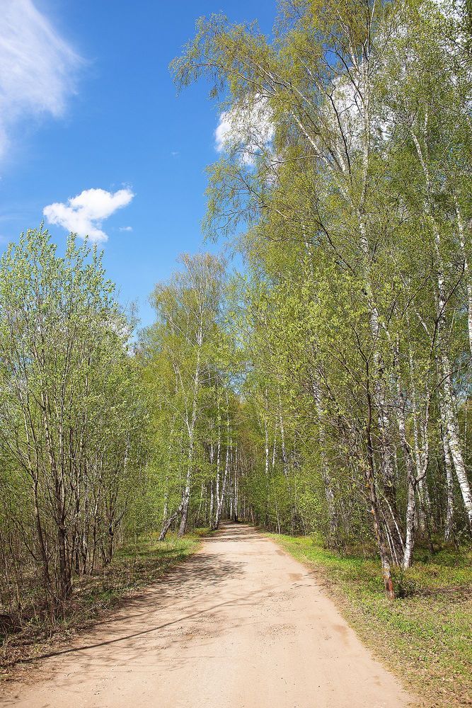 Весенний лес в изумрудных нарядах