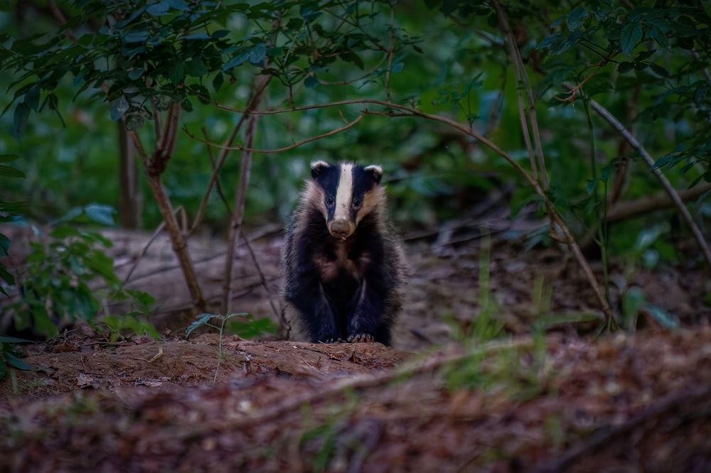 Badger