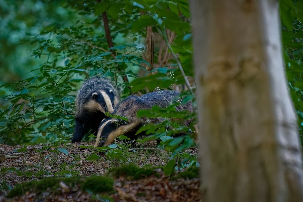 Badger