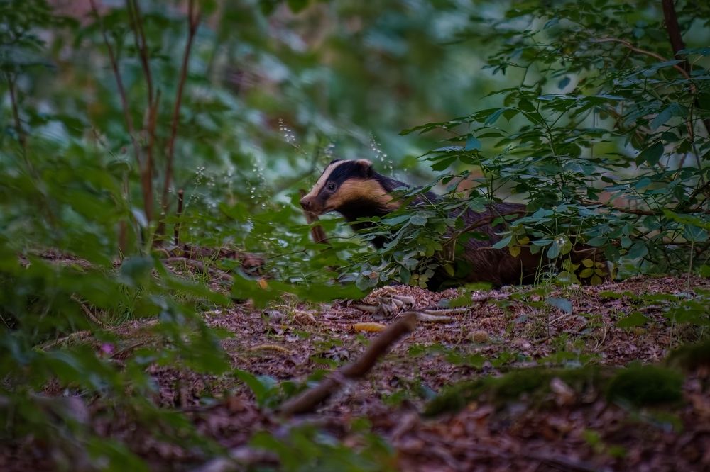 Badger
