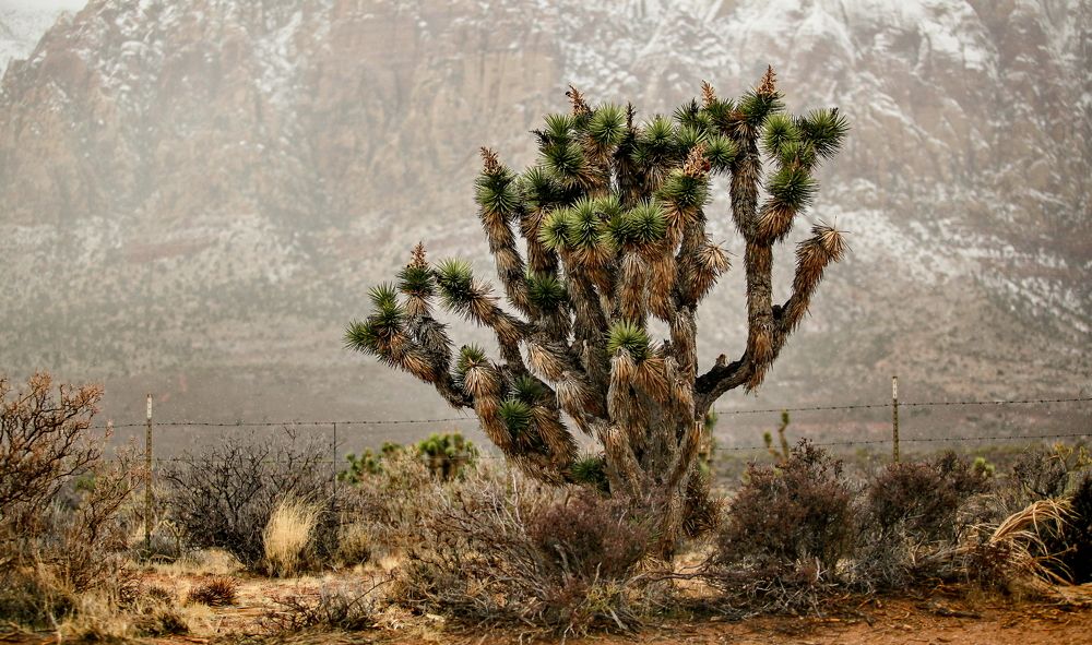 Nevada