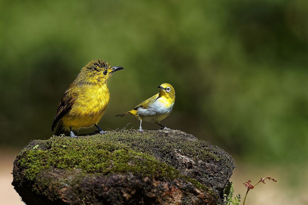 Photo 2225747