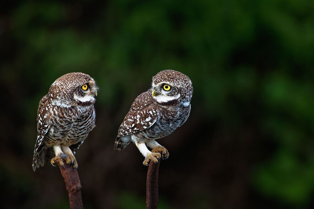 Photo 2225749