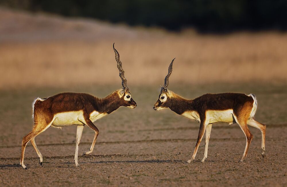 Photo 2225750