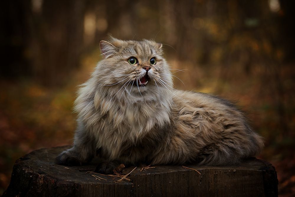 Photo 2225841
