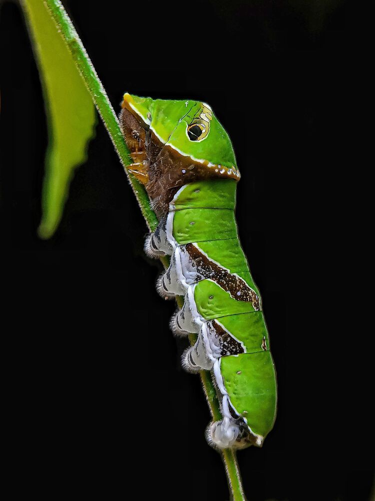 Macro