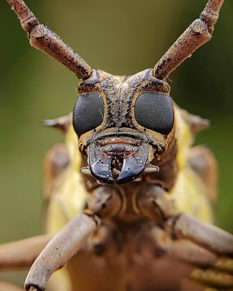 Macro