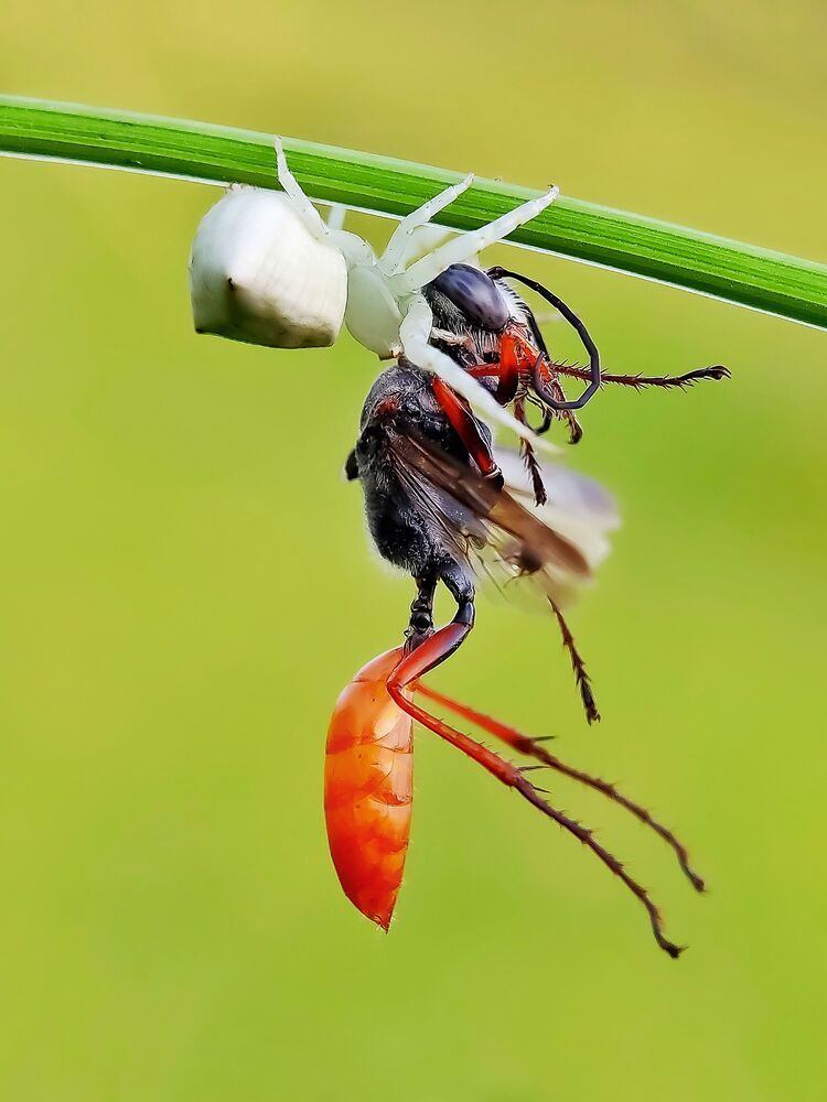 Macro