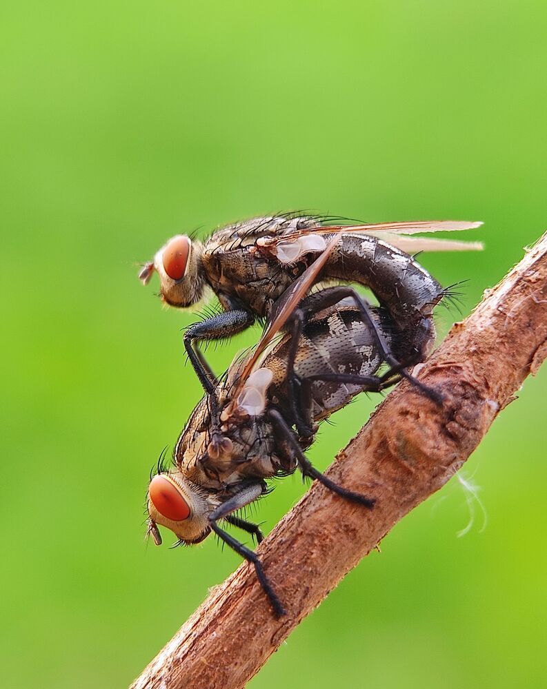 Macro