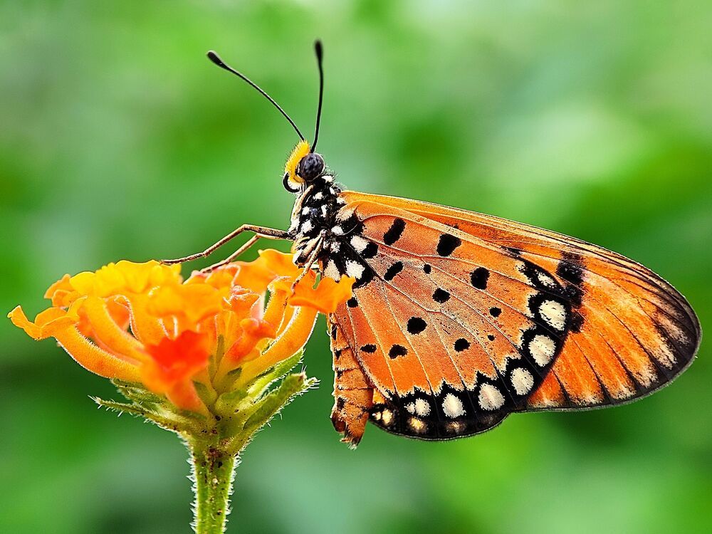 Macro