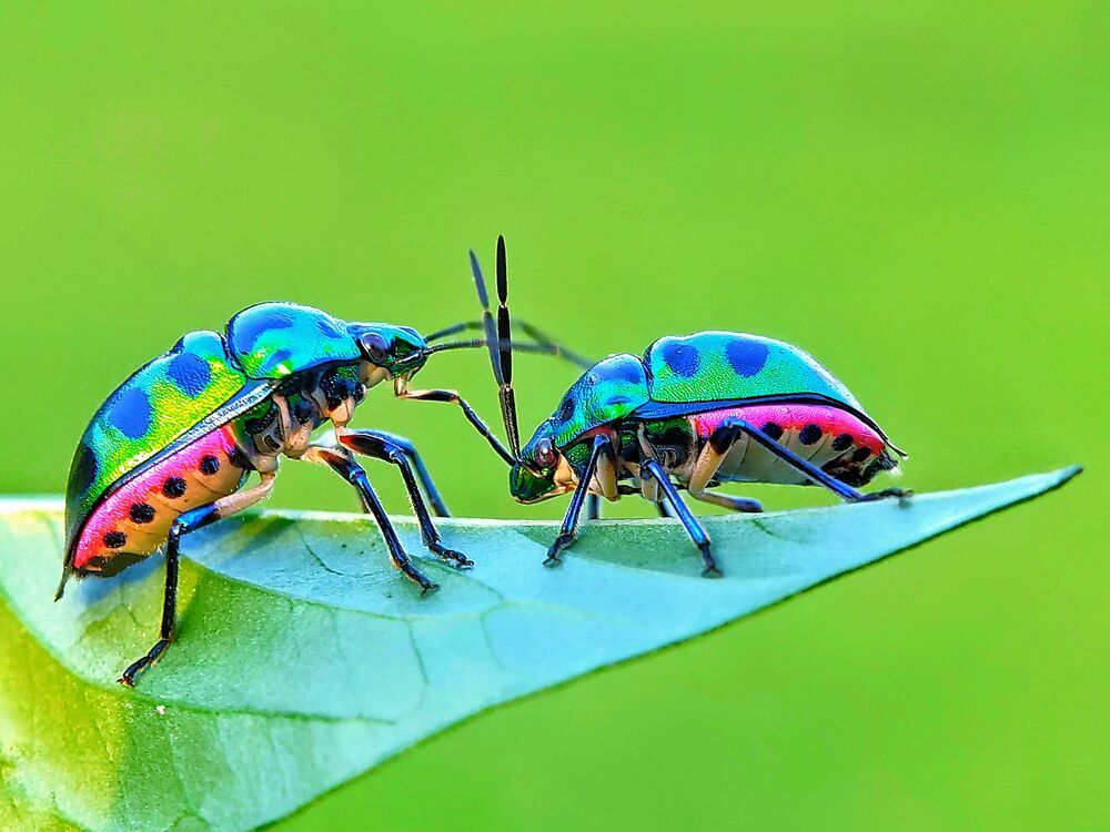 Macro
