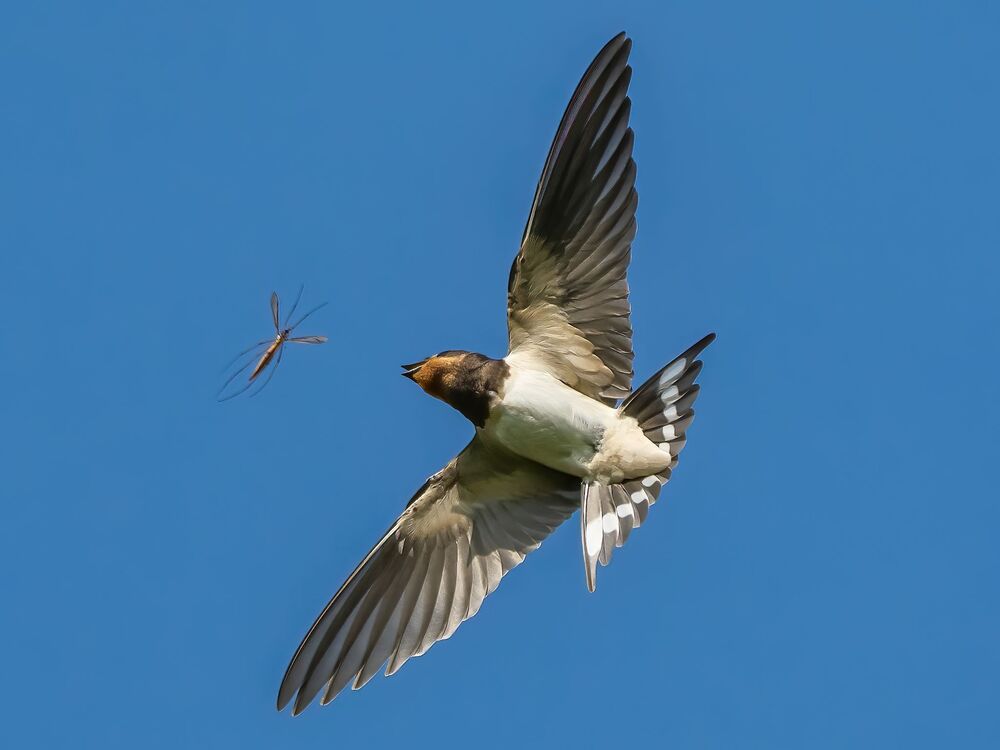 Очень вкусный комарик