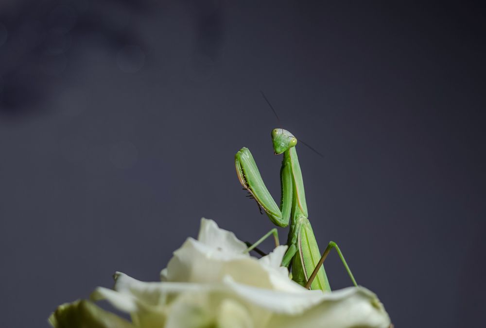 Большая девочка. Фотопробы.