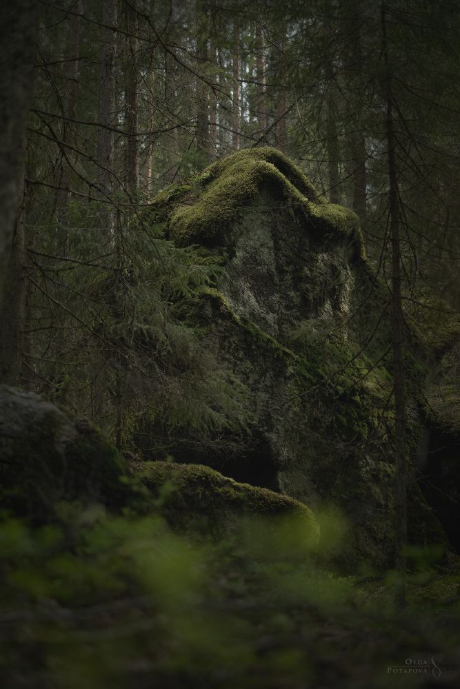 Дебри Ленинградской области