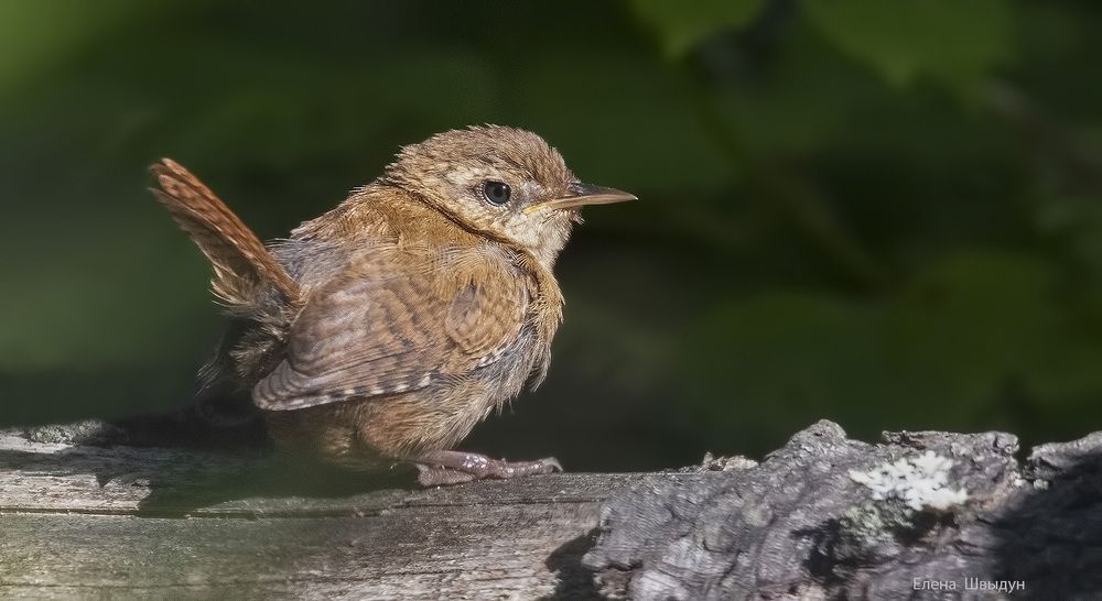 Eurasian wren