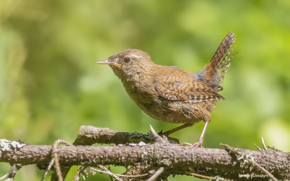 Eurasian wren
