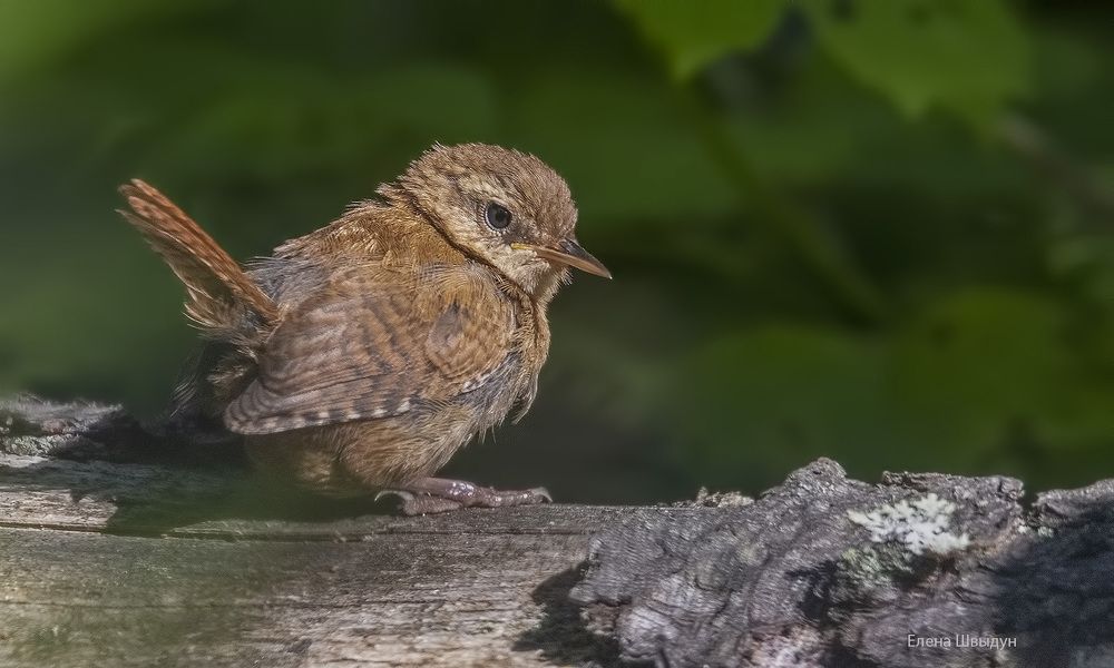 Eurasian wren