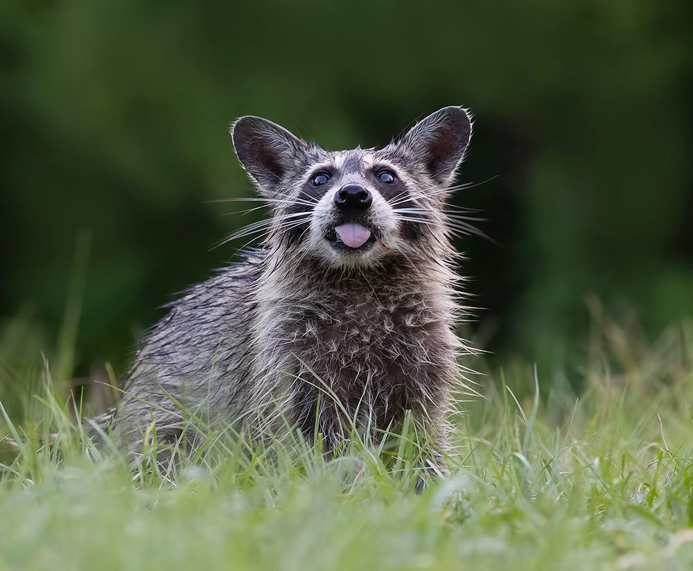 Young Raccoon - Малыш Енотик