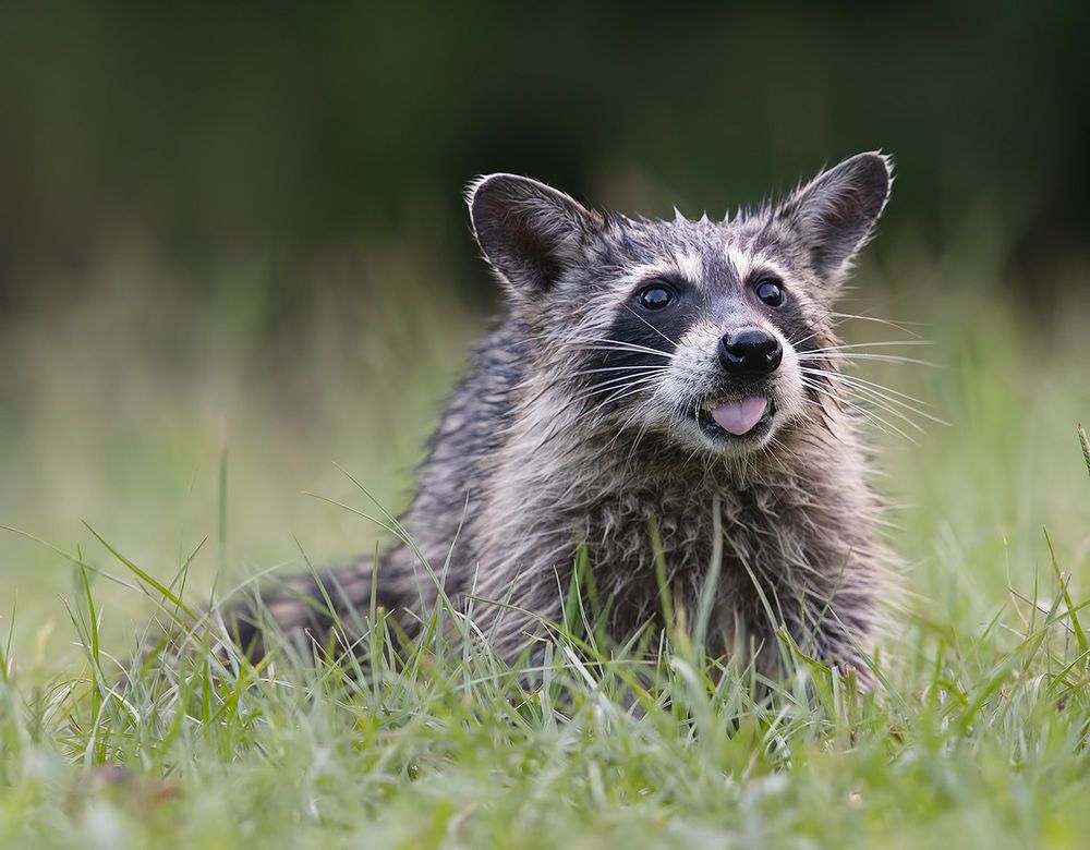 Young Raccoon - Малыш Енотик