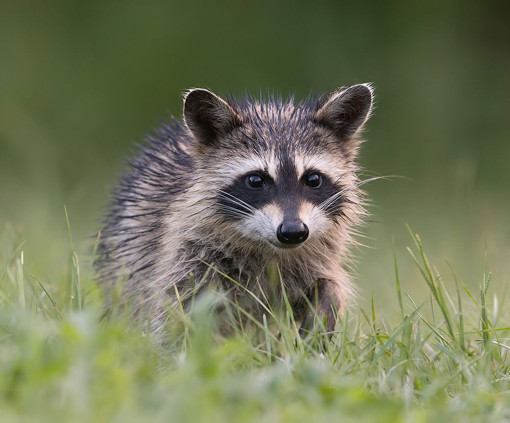 Young Raccoon - Малыш Енотик