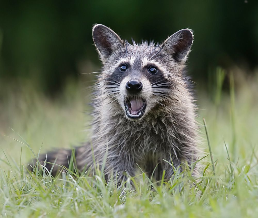 Young Raccoon - Малыш Енотик