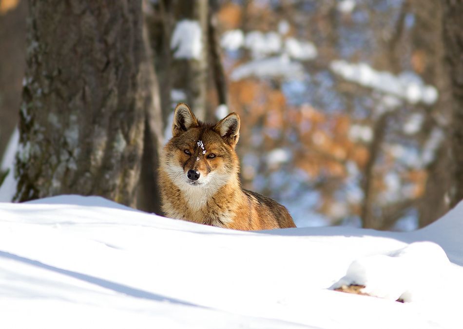 Photo 223482