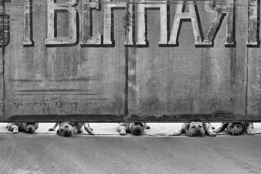 Собачки