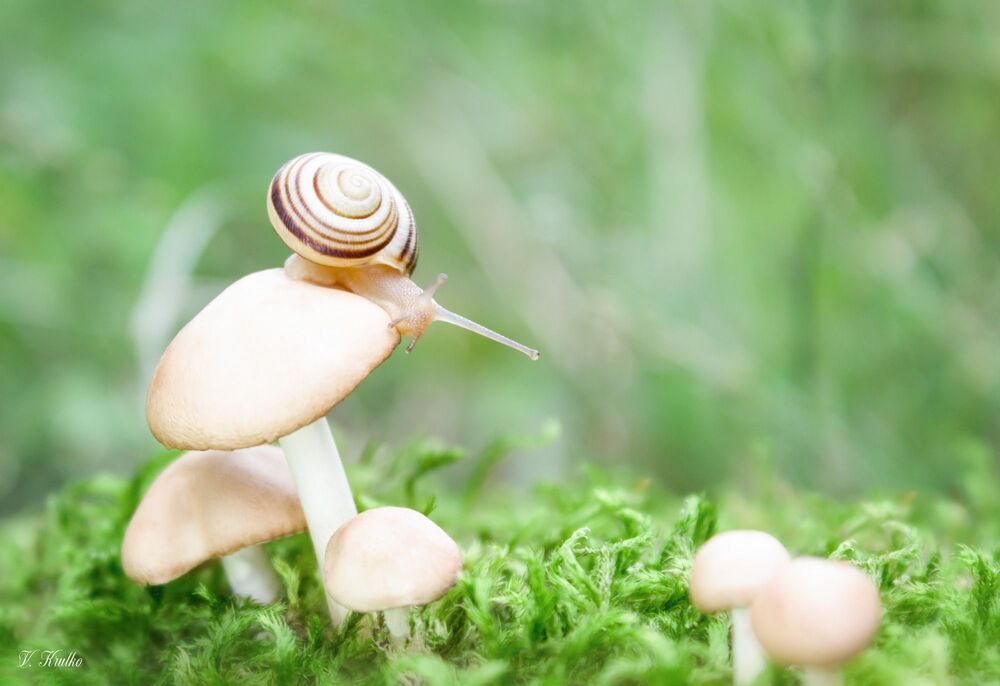Snail on a walk